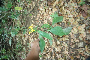  ( - BioBot11821)  @11 [ ] CreativeCommons - Attribution Non-Commercial Share-Alike (2010) Daniel H. Janzen Guanacaste Dry Forest Conservation Fund