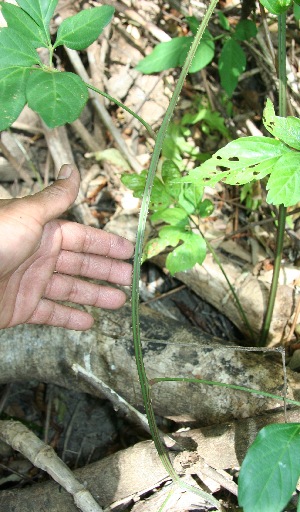  ( - BioBot11849)  @11 [ ] CreativeCommons - Attribution Non-Commercial Share-Alike (2010) Daniel H. Janzen Guanacaste Dry Forest Conservation Fund