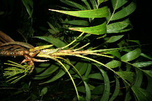  ( - BioBot11857)  @11 [ ] CreativeCommons - Attribution Non-Commercial Share-Alike (2010) Daniel H. Janzen Guanacaste Dry Forest Conservation Fund