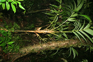  ( - BioBot11858)  @11 [ ] CreativeCommons - Attribution Non-Commercial Share-Alike (2010) Daniel H. Janzen Guanacaste Dry Forest Conservation Fund