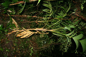  ( - BioBot11859)  @11 [ ] CreativeCommons - Attribution Non-Commercial Share-Alike (2010) Daniel H. Janzen Guanacaste Dry Forest Conservation Fund