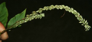  ( - BioBot11878)  @11 [ ] CreativeCommons - Attribution Non-Commercial Share-Alike (2010) Daniel H. Janzen Guanacaste Dry Forest Conservation Fund