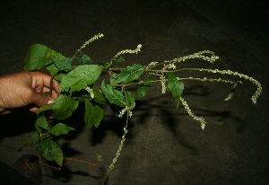  ( - BioBot11879)  @11 [ ] CreativeCommons - Attribution Non-Commercial Share-Alike (2010) Daniel H. Janzen Guanacaste Dry Forest Conservation Fund