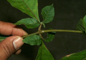  ( - BioBot11879)  @11 [ ] CreativeCommons - Attribution Non-Commercial Share-Alike (2010) Daniel H. Janzen Guanacaste Dry Forest Conservation Fund