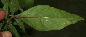  ( - BioBot11879)  @11 [ ] CreativeCommons - Attribution Non-Commercial Share-Alike (2010) Daniel H. Janzen Guanacaste Dry Forest Conservation Fund