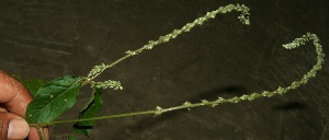  ( - BioBot11879)  @11 [ ] CreativeCommons - Attribution Non-Commercial Share-Alike (2010) Daniel H. Janzen Guanacaste Dry Forest Conservation Fund