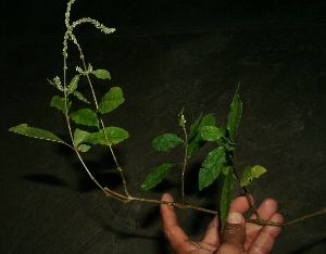  ( - BioBot11880)  @11 [ ] CreativeCommons - Attribution Non-Commercial Share-Alike (2010) Daniel H. Janzen Guanacaste Dry Forest Conservation Fund