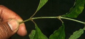  ( - BioBot11880)  @11 [ ] CreativeCommons - Attribution Non-Commercial Share-Alike (2010) Daniel H. Janzen Guanacaste Dry Forest Conservation Fund