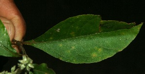  (Achyranthes aspera - BioBot11880)  @11 [ ] CreativeCommons - Attribution Non-Commercial Share-Alike (2010) Daniel H. Janzen Guanacaste Dry Forest Conservation Fund