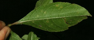  ( - BioBot11880)  @11 [ ] CreativeCommons - Attribution Non-Commercial Share-Alike (2010) Daniel H. Janzen Guanacaste Dry Forest Conservation Fund