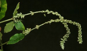  ( - BioBot11880)  @11 [ ] CreativeCommons - Attribution Non-Commercial Share-Alike (2010) Daniel H. Janzen Guanacaste Dry Forest Conservation Fund