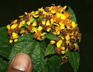  (Calea - BioBot11892)  @13 [ ] CreativeCommons - Attribution Non-Commercial Share-Alike (2010) Daniel H. Janzen Guanacaste Dry Forest Conservation Fund