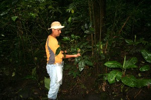  (Piper A.guadamuz361 - BioBot12454)  @11 [ ] CreativeCommons - Attribution Non-Commercial Share-Alike (2010) Daniel H. Janzen Guanacaste Dry Forest Conservation Fund