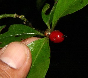  (Psychotria chagrensis - BioBot12469)  @11 [ ] CreativeCommons - Attribution Non-Commercial Share-Alike (2010) Daniel H. Janzen Guanacaste Dry Forest Conservation Fund