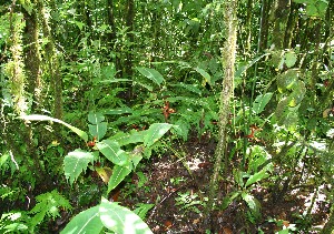  ( - BioBot12471)  @11 [ ] CreativeCommons - Attribution Non-Commercial Share-Alike (2010) Daniel H. Janzen Guanacaste Dry Forest Conservation Fund