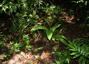  ( - BioBot12480)  @11 [ ] CreativeCommons - Attribution Non-Commercial Share-Alike (2010) Daniel H. Janzen Guanacaste Dry Forest Conservation Fund