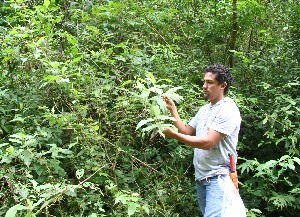  (Zexmenia - BioBot12544)  @11 [ ] CreativeCommons - Attribution Non-Commercial Share-Alike (2010) Daniel H. Janzen Guanacaste Dry Forest Conservation Fund