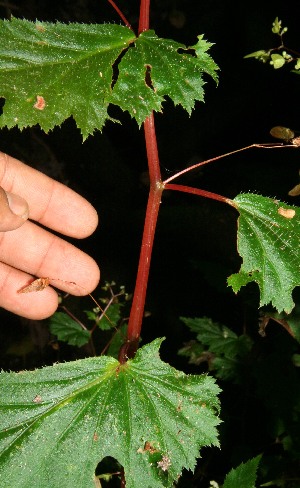  ( - BioBot12569)  @11 [ ] CreativeCommons - Attribution Non-Commercial Share-Alike (2010) Daniel H. Janzen Guanacaste Dry Forest Conservation Fund