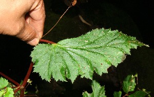  ( - BioBot12569)  @11 [ ] CreativeCommons - Attribution Non-Commercial Share-Alike (2010) Daniel H. Janzen Guanacaste Dry Forest Conservation Fund