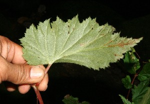 ( - BioBot12569)  @11 [ ] CreativeCommons - Attribution Non-Commercial Share-Alike (2010) Daniel H. Janzen Guanacaste Dry Forest Conservation Fund