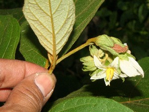  (Solanum accrescens - BioBot12589)  @11 [ ] CreativeCommons - Attribution Non-Commercial Share-Alike (2010) Daniel H. Janzen Guanacaste Dry Forest Conservation Fund