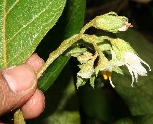  (Solanum accrescens - BioBot12590)  @11 [ ] CreativeCommons - Attribution Non-Commercial Share-Alike (2010) Daniel H. Janzen Guanacaste Dry Forest Conservation Fund