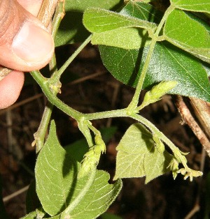  (Rhynchosia quercetorum - BioBot12593)  @11 [ ] CreativeCommons - Attribution Non-Commercial Share-Alike (2010) Daniel H. Janzen Guanacaste Dry Forest Conservation Fund