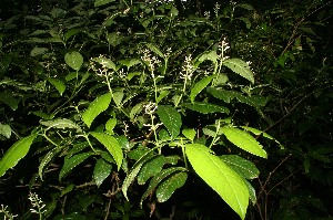  (Psychotria eurycarpa - BioBot12599)  @11 [ ] CreativeCommons - Attribution Non-Commercial Share-Alike (2010) Daniel H. Janzen Guanacaste Dry Forest Conservation Fund