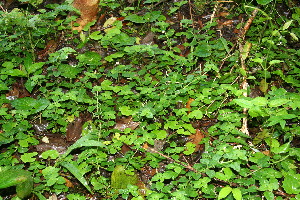  ( - BioBot12641)  @11 [ ] CreativeCommons - Attribution Non-Commercial Share-Alike (2010) Daniel H. Janzen Guanacaste Dry Forest Conservation Fund