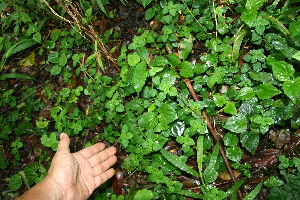  ( - BioBot12642)  @11 [ ] CreativeCommons - Attribution Non-Commercial Share-Alike (2010) Daniel H. Janzen Guanacaste Dry Forest Conservation Fund