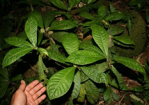  (Psychotria A.guadamuz388 - BioBot12657)  @11 [ ] CreativeCommons - Attribution Non-Commercial Share-Alike (2010) Daniel H. Janzen Guanacaste Dry Forest Conservation Fund