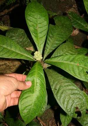  (Psychotria A.guadamuz388 - BioBot12657)  @11 [ ] CreativeCommons - Attribution Non-Commercial Share-Alike (2010) Daniel H. Janzen Guanacaste Dry Forest Conservation Fund