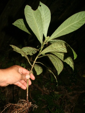  ( - BioBot12659)  @11 [ ] CreativeCommons - Attribution Non-Commercial Share-Alike (2010) Daniel H. Janzen Guanacaste Dry Forest Conservation Fund