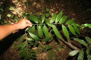  ( - BioBot12669)  @11 [ ] CreativeCommons - Attribution Non-Commercial Share-Alike (2010) Daniel H. Janzen Guanacaste Dry Forest Conservation Fund