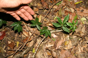  ( - BioBot12670)  @11 [ ] CreativeCommons - Attribution Non-Commercial Share-Alike (2010) Daniel H. Janzen Guanacaste Dry Forest Conservation Fund