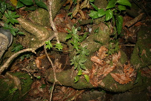  ( - BioBot12671)  @11 [ ] CreativeCommons - Attribution Non-Commercial Share-Alike (2010) Daniel H. Janzen Guanacaste Dry Forest Conservation Fund