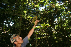  ( - BioBot12674)  @11 [ ] CreativeCommons - Attribution Non-Commercial Share-Alike (2010) Daniel H. Janzen Guanacaste Dry Forest Conservation Fund