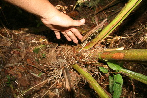  (Arecaceae A.guadamuz392 - BioBot12676)  @11 [ ] CreativeCommons - Attribution Non-Commercial Share-Alike (2010) Daniel H. Janzen Guanacaste Dry Forest Conservation Fund