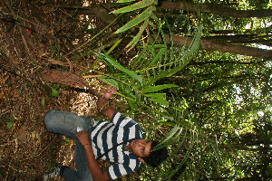  ( - BioBot12688)  @11 [ ] CreativeCommons - Attribution Non-Commercial Share-Alike (2010) Daniel H. Janzen Guanacaste Dry Forest Conservation Fund