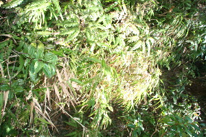  (Poaceae A.guadamuz396 - BioBot12692)  @11 [ ] CreativeCommons - Attribution Non-Commercial Share-Alike (2010) Daniel H. Janzen Guanacaste Dry Forest Conservation Fund