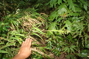  ( - BioBot12693)  @11 [ ] CreativeCommons - Attribution Non-Commercial Share-Alike (2010) Daniel H. Janzen Guanacaste Dry Forest Conservation Fund