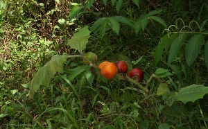  (Solanum quitoense - BioBot12712)  @11 [ ] CreativeCommons - Attribution Non-Commercial Share-Alike (2010) Daniel H. Janzen Guanacaste Dry Forest Conservation Fund