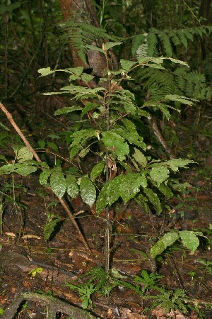  ( - BioBot12766)  @11 [ ] CreativeCommons - Attribution Non-Commercial Share-Alike (2010) Daniel H. Janzen Guanacaste Dry Forest Conservation Fund