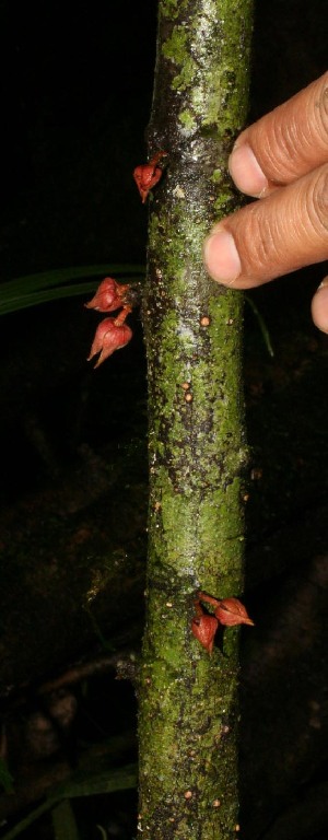  (Stenanona costaricensis - BioBot12767)  @11 [ ] CreativeCommons - Attribution Non-Commercial Share-Alike (2010) Daniel H. Janzen Guanacaste Dry Forest Conservation Fund