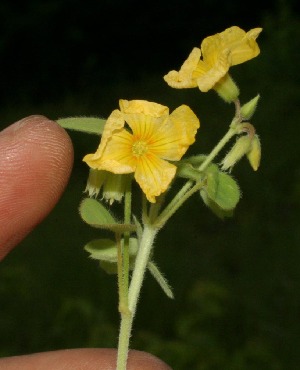  ( - BioBot12815)  @11 [ ] CreativeCommons - Attribution Non-Commercial Share-Alike (2010) Daniel H. Janzen Guanacaste Dry Forest Conservation Fund