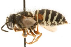  (Dolichovespula norwegica - CHU06-WSP-125)  @15 [ ] CC-0  Unspecified Unspecified