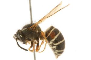  (Dolichovespula norwegica - CHU06-WSP-126)  @15 [ ] CC-0  Unspecified Unspecified