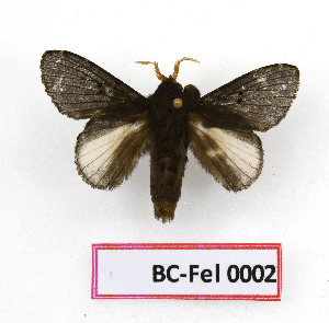  ( - BC-Fel0002)  @11 [ ] Unspecified (default): All Rights Reserved  Unspecified Unspecified