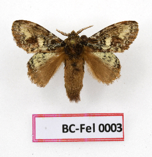  ( - BC-Fel0003)  @11 [ ] Unspecified (default): All Rights Reserved  Unspecified Unspecified