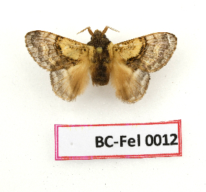  ( - BC-Fel0012)  @11 [ ] Unspecified (default): All Rights Reserved  Unspecified Unspecified